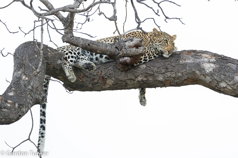 <h2>The Best of South Africa Escorted 2019</h2>Kruger Safari, Cape Town, the Winelands & Garden Route | 14 Nights | 5 Rounds | February 23 - March 9